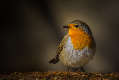 How Ornitherapy Can Improve Your Mental Health and Well-being